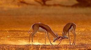 Springboks are the most common trophy animals that can be hunted in Namibia.
