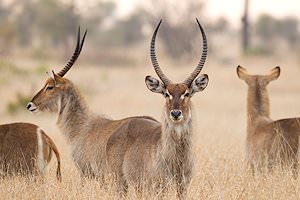 A small herd of waterbuck.