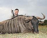 Blue wildebeest bulls average 250kg.
