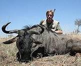 The blue wildebeest, or 'poor man's buffalo'.