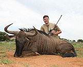 Blue wildebeest carry dangerous horns.