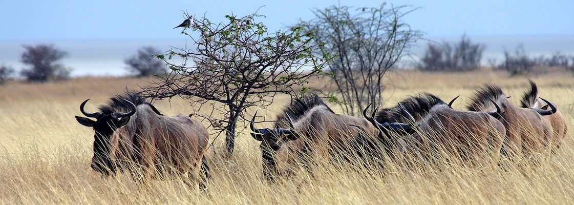 A herd of blue wildebeest in the bushveld.