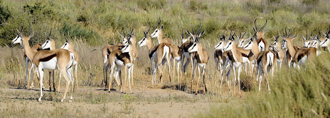 A herd of springbok in South Africa.