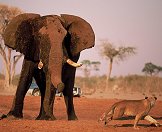 An elephant faces off with a lioness.