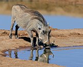 A warthog drinking at a waterhole.