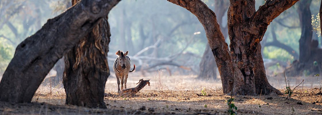 A lone Zebra in a forest in Zimbabwe.